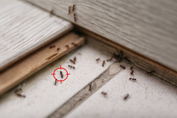 Trusted Marion, AR Pest Control Experts
