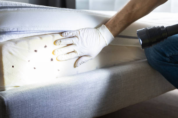 Best Mosquito Control Services  in Mion, AR