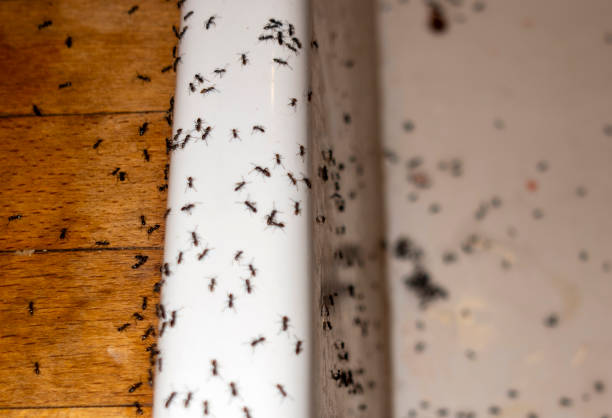 Best Residential Pest Control  in Mion, AR