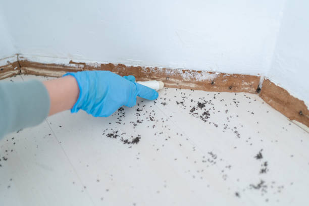 Best Emergency Pest Control  in Mion, AR